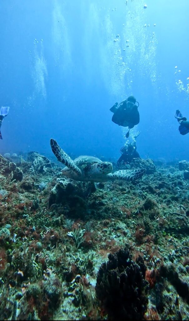 plongee-cozumel-mexique-tortue