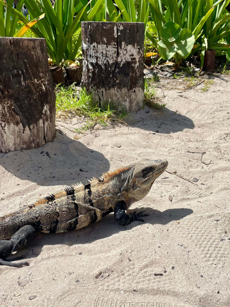 tulum-iguane-mexique